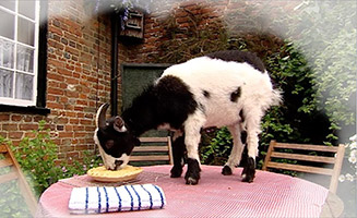 Big Barn Farm S01E08 Greedy Goat