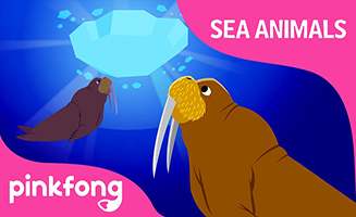 Pinkfong Kum ba hey Walrus - Sea Animals Songs