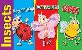 Learn Bugs And Insects For Kids