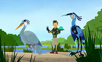Wild Kratts S05E11 Blue Heron