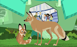 Wild Kratts S06E16 Adapto the Coyote