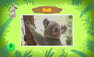 Leo the Wildlife Ranger S01E04 Koala