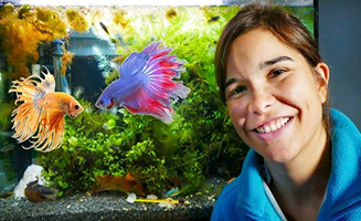 Anna Pia Und Die Haustiere Kampffisch