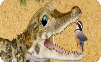 The Wonder Pets S01E12B Save the Crocodile