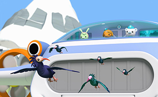 Octonauts - Above and Beyond S03E24 Bald Ibises