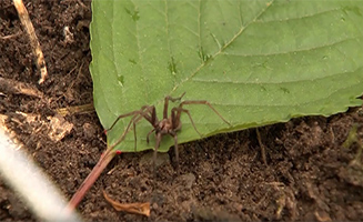 Big City Park S01E23 Ruairis Little Friend