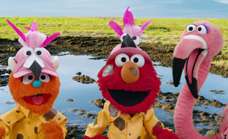 Sesame Street S54E12 The Flamingo Scoop