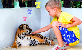 Vlad And Mama At Sleeping Tiger Farm