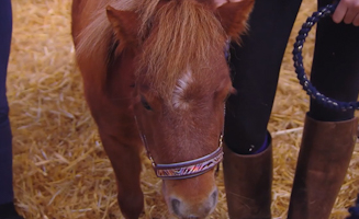 Learn To Sign Animals