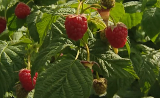 Learn To Sign Different Types Of Food