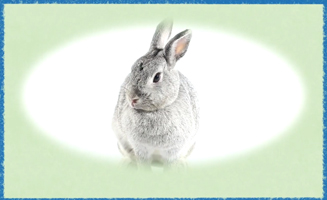 Pet-Tacular Facts-Rabbit