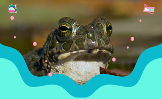 Have Fun Learning To Count With Miss Alf And Our Frog Friends