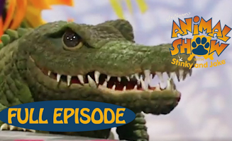 Crocodile - Armadillo