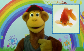 Pet-Tacular Facts-Goldfish