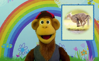 Pet-Tacular Facts-Cat