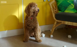 Waffle The Wonder Dog S01E11 Waffle Misses Doug