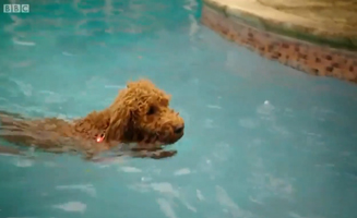 Waffle The Wonder Dog S01E15 Waffle And The Swimming Pool