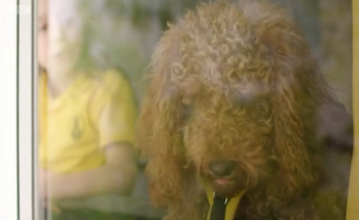 Waffle.The.Wonder.Dog S01E52 Waffle And Benji