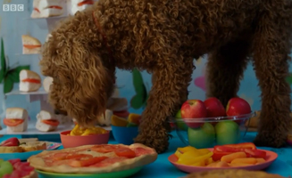 Waffle The Wonder Dog S01E29 Waffles Soft Of Birthday
