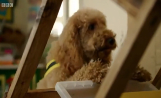 Waffle The Wonder Dog S01E50 Waffle Is A Listening Dog