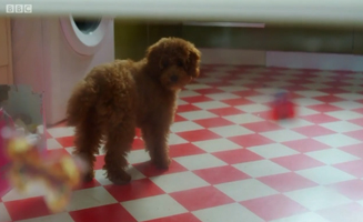 Waffle The Wonder Dog S01E04 Waffle Explores