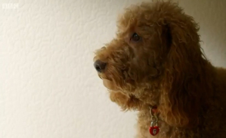 Waffle The Wonder Dog S01E48 Waffle And The Birthday Wish