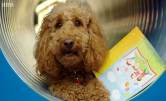 Waffle The Wonder Dog S01E39 Pe Waffle