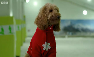 Waffle The Wonder Dog S01E51 Waffle Gets Snowy