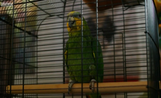 Waffle The Wonder Dog S01E19 Waffles Pet Party