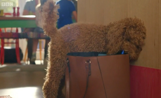 Waffle The Wonder Dog S01E22 Waffle And The Teacher