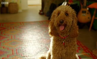 Waffle The Wonder Dog S01E41 Waffle The Grand-Dog
