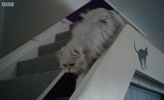 Waffle The Wonder Dog S01E10 Waffles Vist