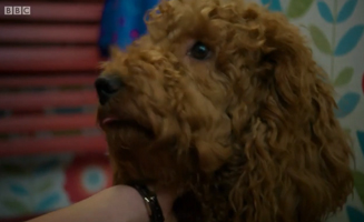 Waffle The Wonder Dog S01E18 Waffle And The Kitten