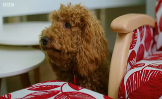 Waffle The Wonder Dog S01E12 Waffles Day Out