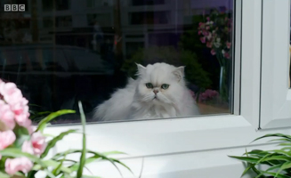 Waffle The Wonder Dog S01E14 Waffle And George