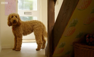 Waffle The Wonder Dog S01E36 Waffles Great Escape