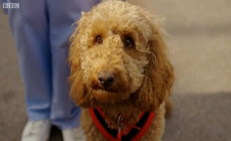 Waffle The Wonder Dog S01E35 Waffles School Walkies