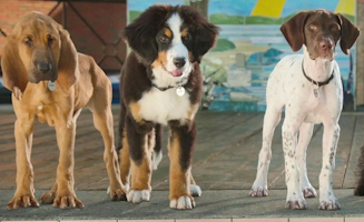 Super Pupz S01E01 Pilot