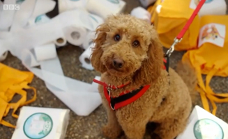 Waffle The Wonder Dog S01E38 Waffles Playdate