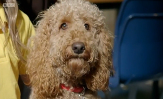 Waffle The Wonder Dog S01E56 Waffles Rehearsal