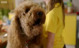 Waffle The Wonder Dog S01E43 Helpful Waffle