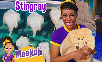 Meet Meekahs Ocean Friends