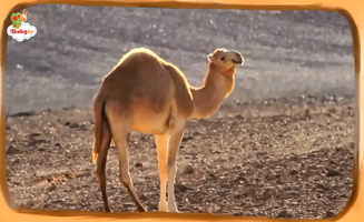 Camels - Desert Animals