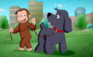 Coco Der Hundetrainer