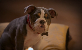 Phantom Pups S01E06 Phreaky Phriday