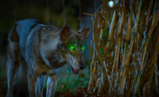 Phantom Pups S01E09 Phantom Phright Fest