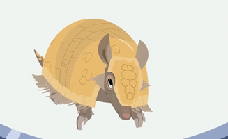 Wild Kratts S07E17 Shapes of the Armadillo