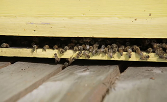 Maddies Do You Know S03E13 Beehives And Mugs