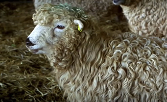 Maddies Do You Know S02E19 Televisions And Carpets