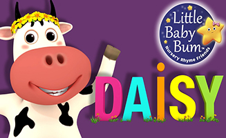 Daisy
